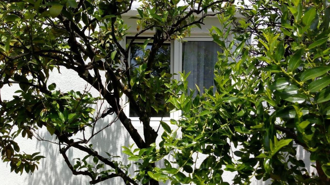Tea Daire Kotor Dış mekan fotoğraf